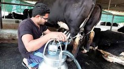 संपादकीय: डेयरियों में मिलावट का कारोबार और पशुओं को दवा देकर दूध का क्रूर उत्पादन