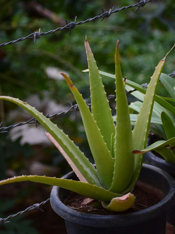 Do not mix things with aloe vera even by mistake