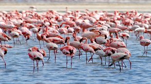 Flamingo| accident| Death