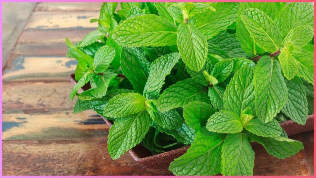 Mint for dandruff: बालों के लिए आप इस एंटी डैंड्रफ हेयर मास्क का इस्तेमाल कर सकते हैं। आइए, जानते हैं इसे बनाने के तरीका। (P.C. Pexels)