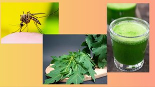 papaya leaf juice recipe in hindi