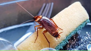 Cockroach Killer home remedies