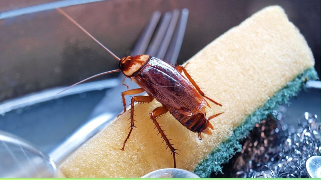 Cockroach Killer home remedies