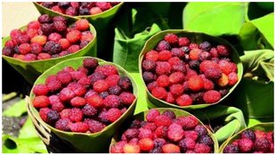 Kafal panna for hydration