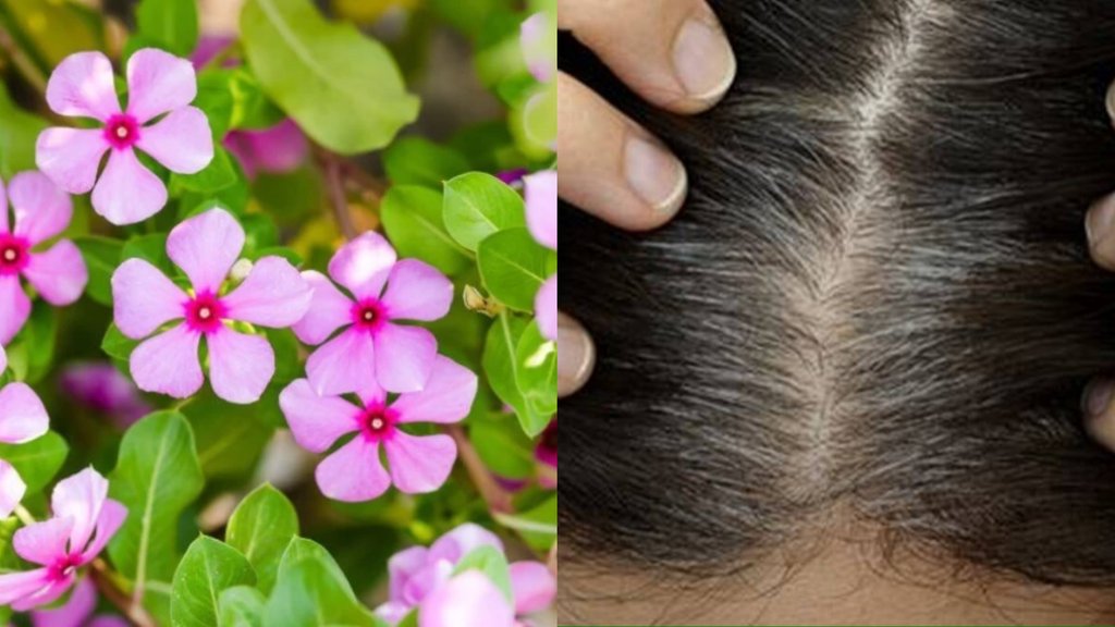 Sadabahar for hair