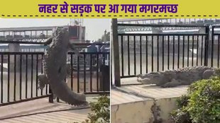 Viral Video, Trending Video, crocodile on street, crocodile video viral, मगरमच्छ, वायरल वीडियो,