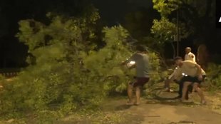 Weather, Storm, Trees, Gusty Wind