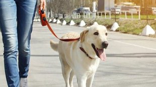 pet dog|