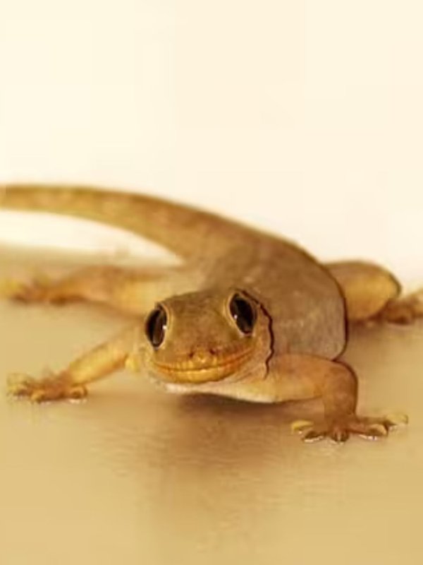 benefits of lizards in house