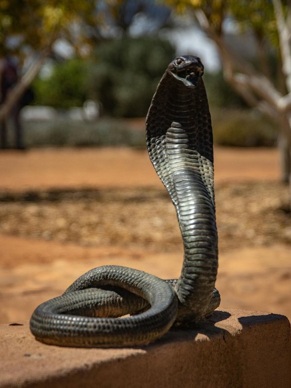 cobra snake