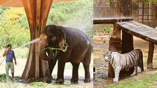 delhi zoo | summer | high temperature |