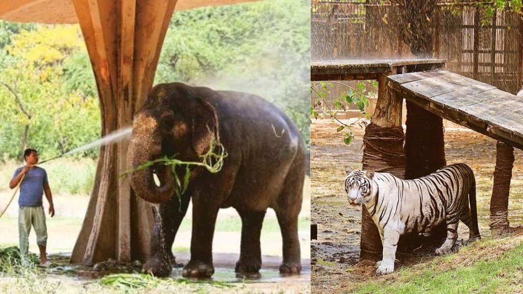 delhi zoo | summer | high temperature |