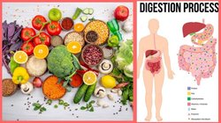 पाचन का हेडक्वार्टर दुरुस्त करेंगे ये 4 फूड, रोजाना दिन में 2 बार खाएं, कब्ज दूर होगा और पेट फूलने की समस्या का भी होगा इलाज  