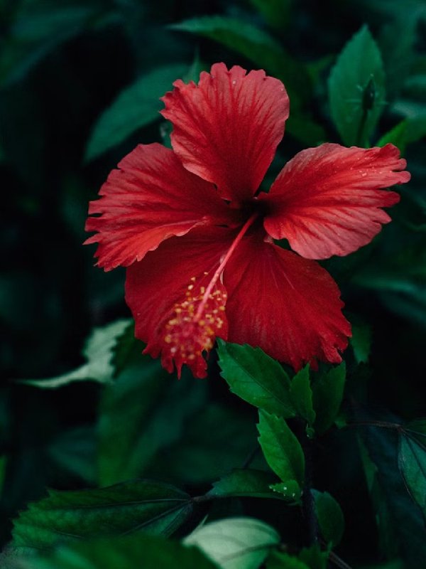 gudhal ke phool, gudhal ke phool ke upay totke, गुड़हल का फूल वास्तु टिप्स, गुड़हल का फूल धन लाभ के लिए