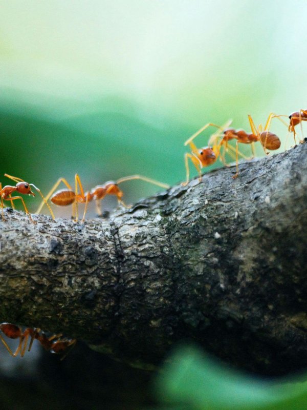 ghar me cheetiyon ke nikalne ka matlab