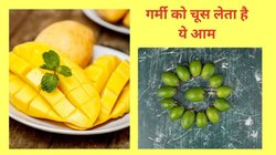 गर्मी में 15 दिनों तक कच्चे आम खाएंगे तो बॉडी पर क्या होगा असर, पेट की तपिश को शांत करने में ये कितना होगा कारगर, जानें सब कुछ