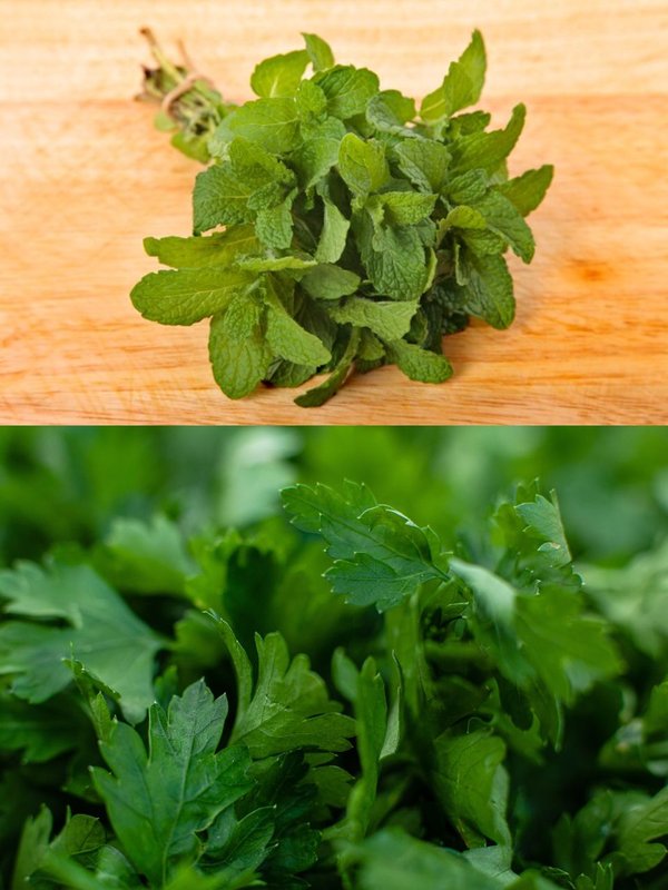 coriander । mint । Kitchen Hacks