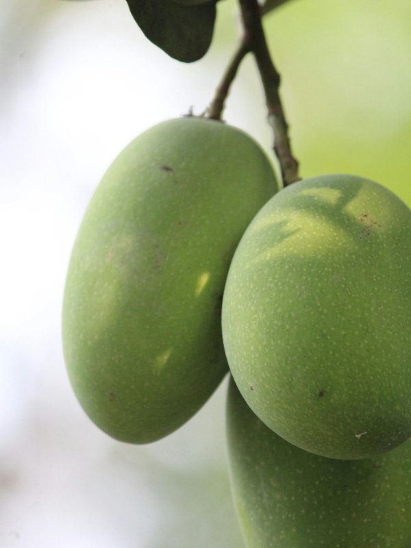 Raw Mango । Raw Mango Benefits । Raw Mango Benefits on health