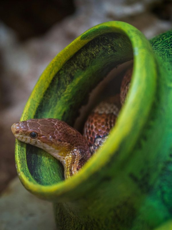 snake suck back its poison