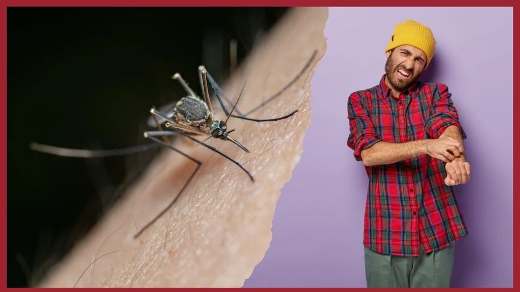 mosquito bite prevention । natural mosquito repellents