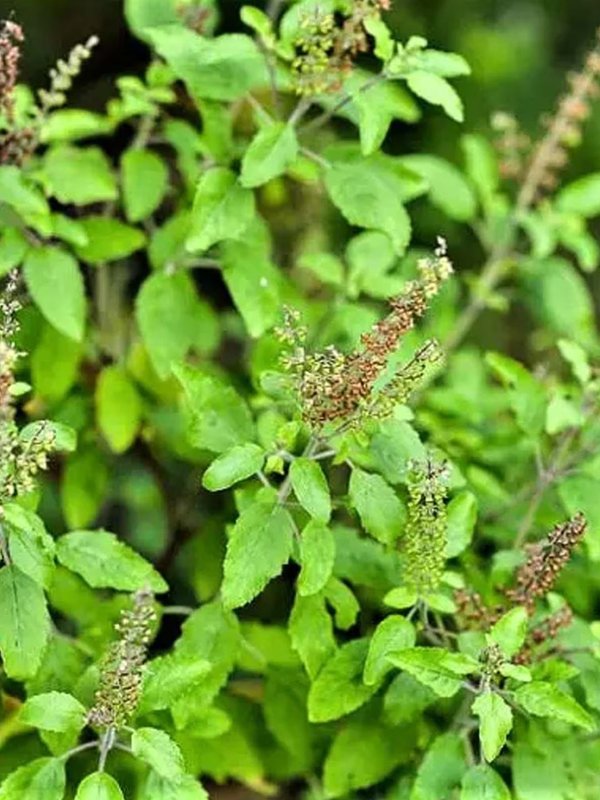 vastu tips for lucky plant