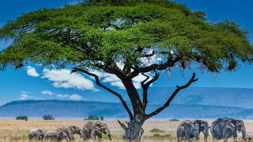 Kenya