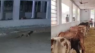 Leopards in Gurugram| Leopards CCTV Footage