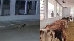 गुरुग्राम में तेंदुए! गोशाला में घुसते दिखे, 10 पशुओं को मार डाला, CCTV हुए रिकॉर्ड