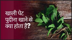 Mint Leaves On Empty Stomach: लगातार 1 महीने तक खाली पेट पुदीना खाने से सेहत पर कैसा असर पड़ता है?