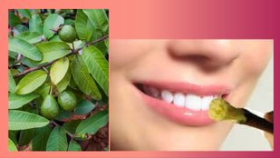 amrood ki datun ke fayde