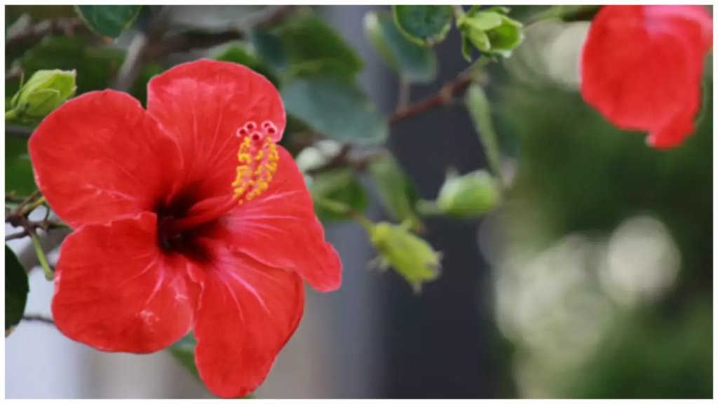 Hibiscus hair mask