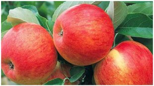 apple benefits for weight loss