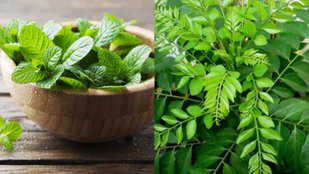 chewing pudina tulsi kadi patta at empty stomach