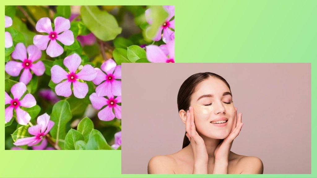 sadabahar benefits for clean and clear skin