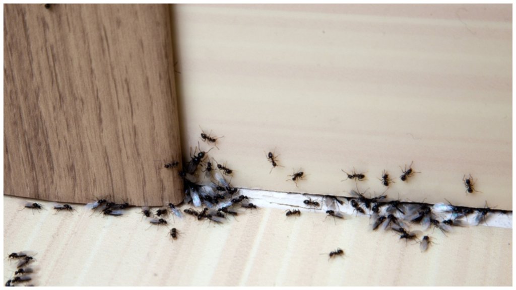 how to get rid of ants in house