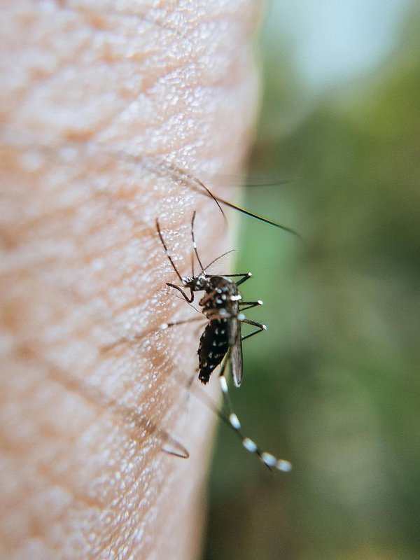 Mosquito-Free Island Paradise