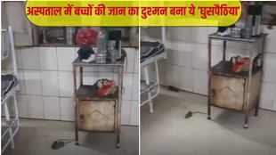 Rats in Hospitals, Rat, Gwalior, New Board baby hospitals