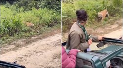 जिम कॉर्बेट में पर्यटकों पर हमला करने वाला था टाइगर, वायरल वीडियो में देखें कैसे बची जान?