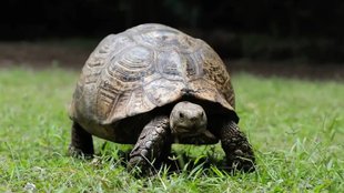 Tortoise