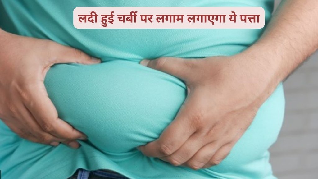 betel leaf, weight loss, digestion, betel leaf helps with weight loss, paan and weight loss,weight loss tips,weight loss diet, weight loss leaf,पान,वेट लॉस