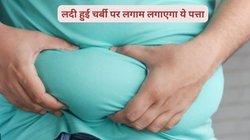Weight Loss: शरीर पर लदी बेढब चर्बी पर्सनैलिटी में लगा रही है पलीता, बस इस 1 पत्ते का खास तरीके से करें सेवन, मोटापे का बज जाएगा बैंड!  