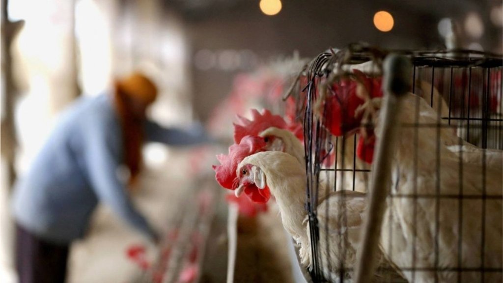  WHO के मुताबिक 7 जून को ढाई साल की एक बच्ची में H5N1 बर्ड फ्लू की पुष्टि हुई और उसे ऑस्ट्रेलिया में आईसीयू में भर्ती कराया गया।