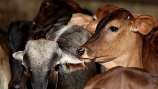 cow smuggling