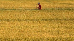 rice, thailand
