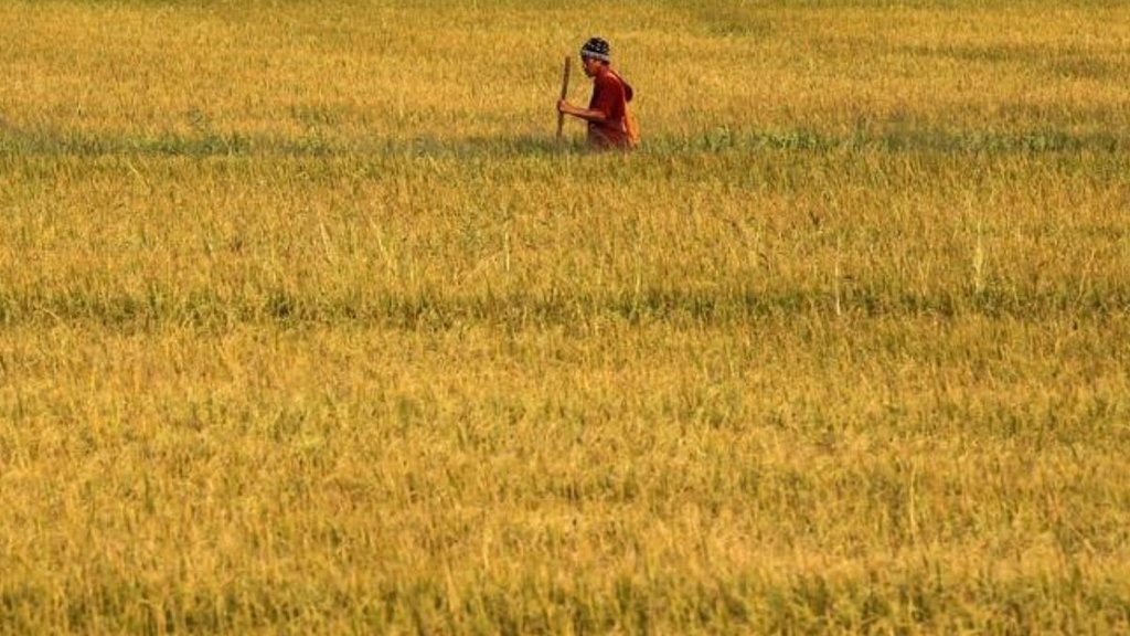 rice, thailand