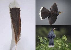 huia bird feather auction in 23 lakhs