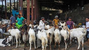 jain community, muslim, save goat