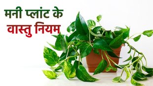 Money Tips,Vastu Tips,Vastu Tips For Money Plant, Money plant vastu upay, vastu shastra, money plant ke upay, money tips in hindi