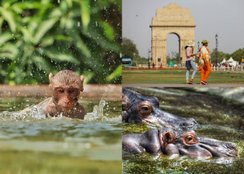 Delhi s heat also effects animals