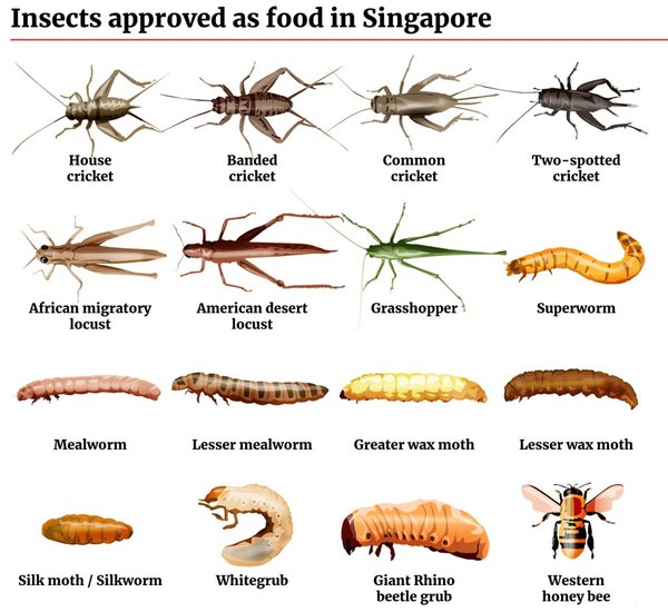 Insects as food in Singapore